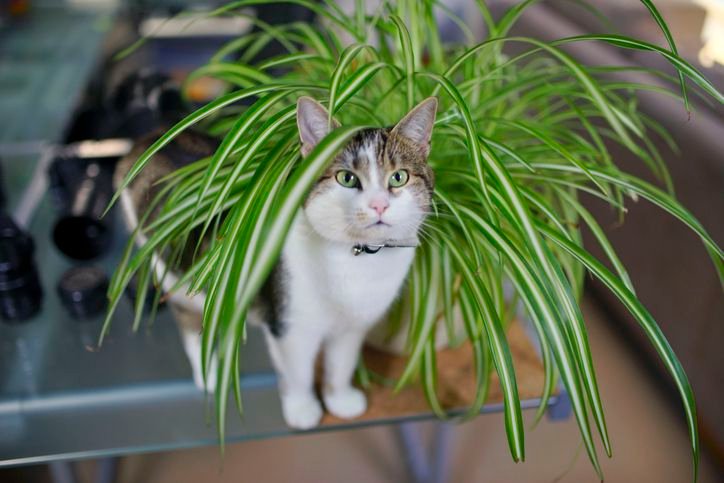 Common plants safe for cats