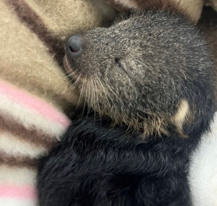 3 “bearcats” born at Zoo Atlanta