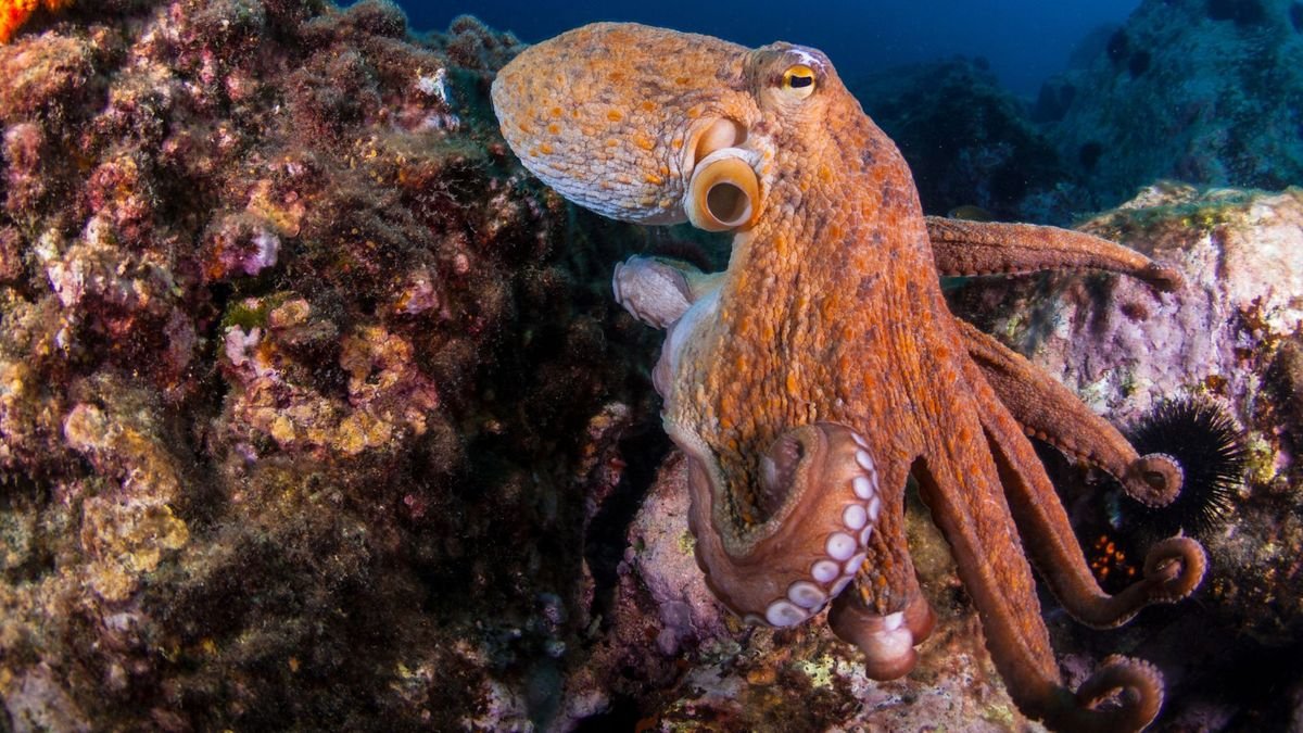 Most unusual pets &mdash;&nbsp;octopus