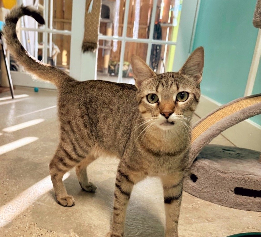 ADORABLE FACES ARE WAITING AT THE FKSPCA