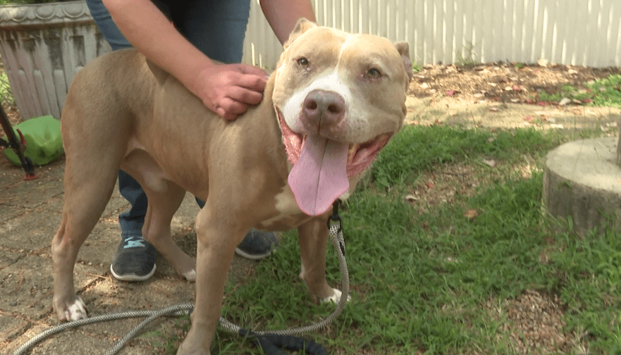 Alexandria ‘Pet Pantry’ provides relief to families facing steep costs