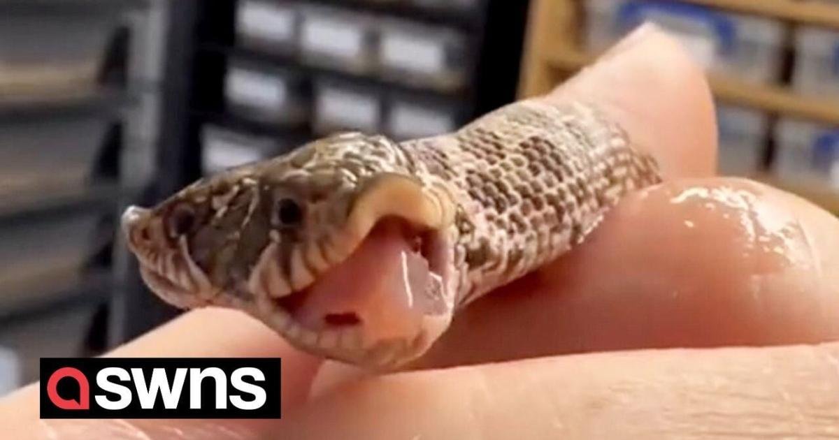 An exotic pet shop have hatched - a two-headed snake |