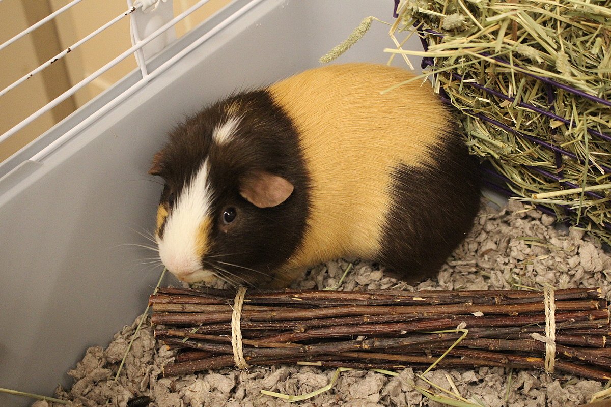 Berkshire Humane Society Pet of the Week: Meet Jelly Bean