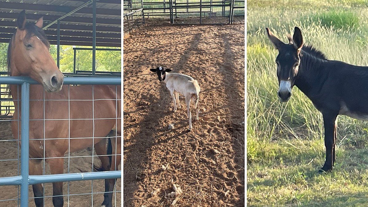 Caddo Sheriff’s Office Livestock Patrol to Hold Silent Auction
