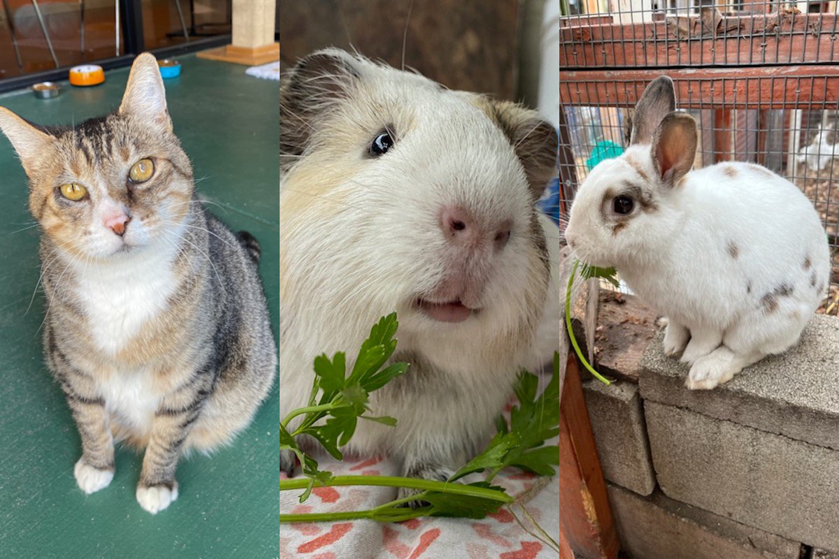 Chaka, Basil and Mac Daddy