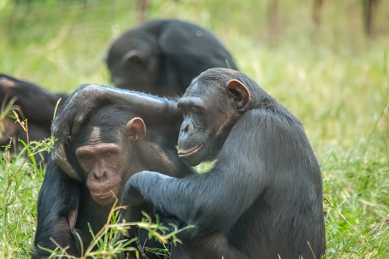 Chimpanzees are not pets, no matter what social media tells you