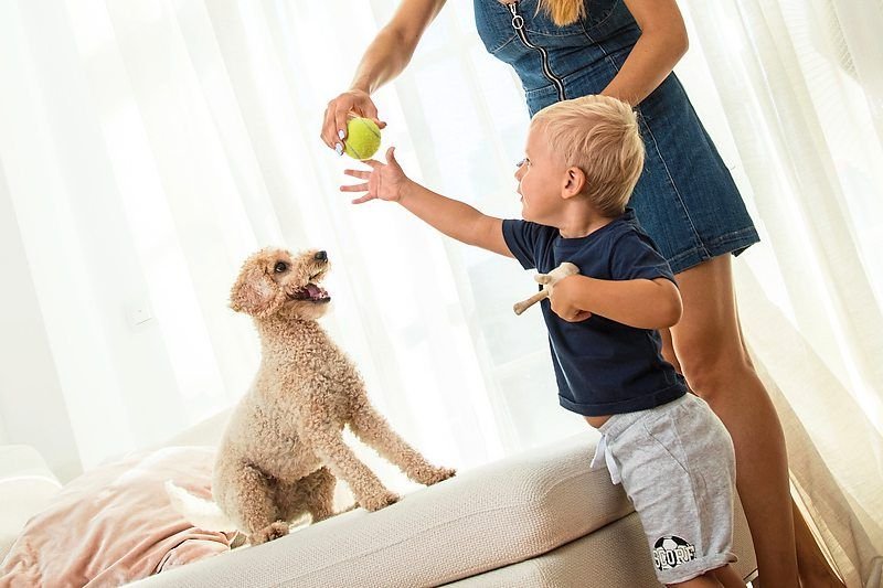 Dog, cat, hamster, maybe fish: Which pet is right for my child?