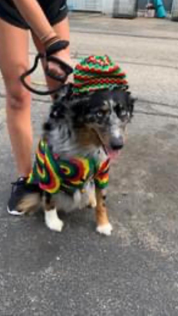 Dogs and their walkers will strut their stuff at free K9 Katwalk