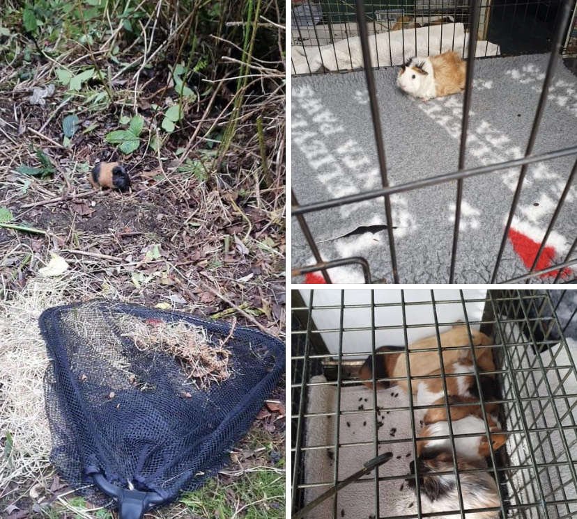 Dozens of Guinea pigs found dumped in north Louth forest