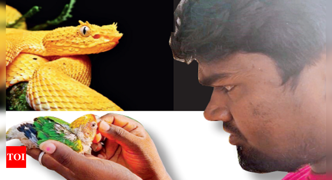 Exotic pet breeders go cold on licensing | Chennai News