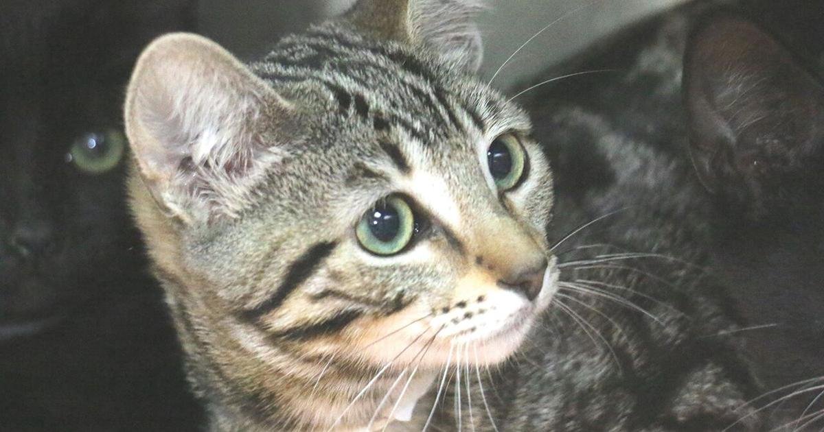 Free Adoption Day: Pasadena Humane waives fees for 4th time | Feature Stories