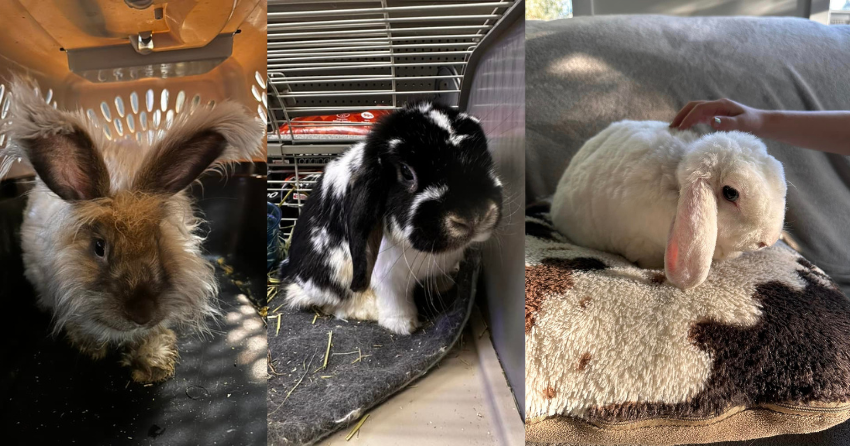 GoFundMe launched for 11 pet rabbits at risk of being euthanized after Central Okanagan wildfires