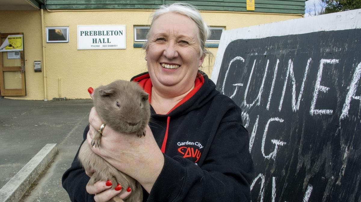 Guinea Pigs strut their stuff at national show