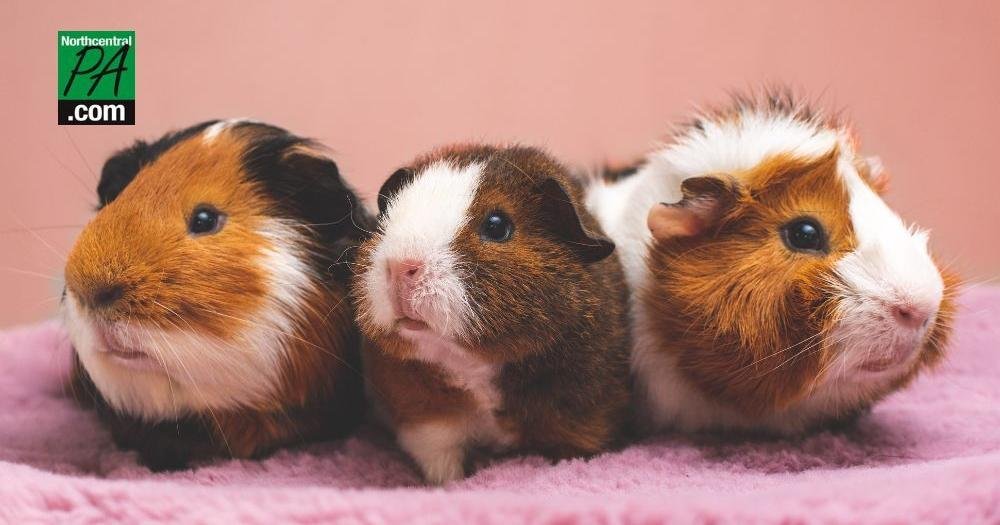 Guinea pig breeder under fire for reported animal welfare violations | News