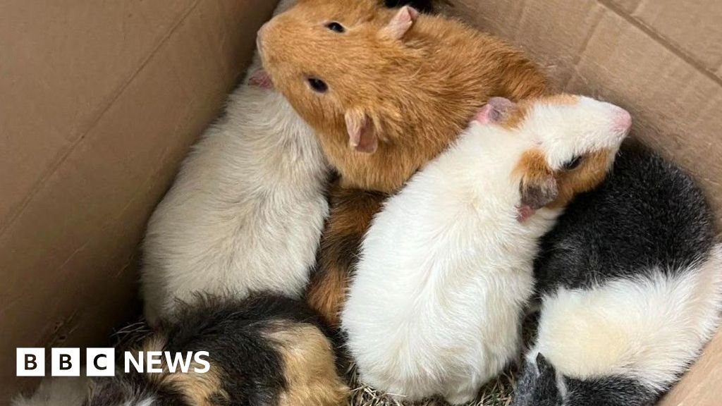 Guinea pigs abandoned in Oldbury park in the middle of heatwave