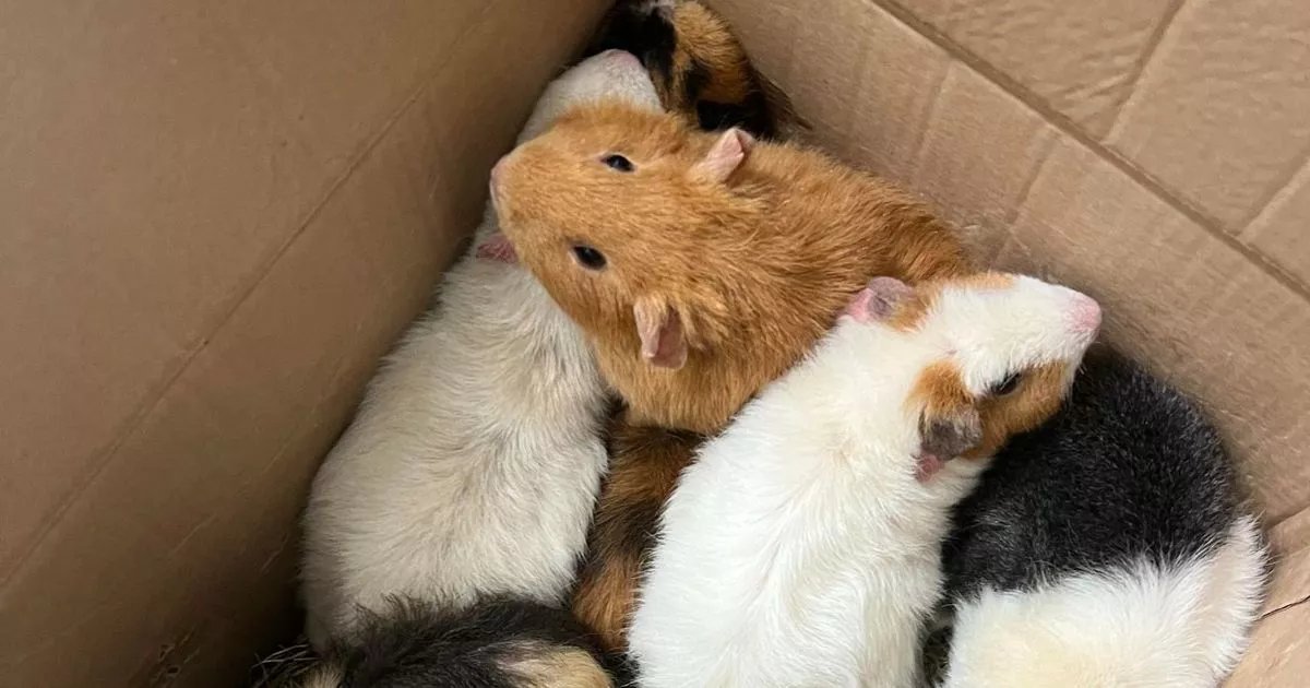 Guinea pigs crammed into crisp boxes and abandoned in park during 30C heatwave