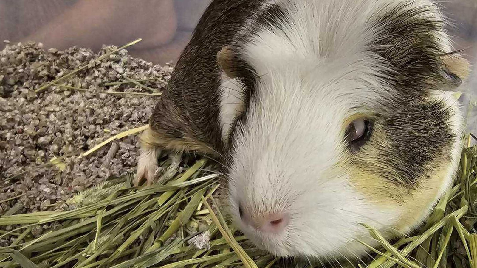 Humane Society chief dodges questions about fate of 250 small pets