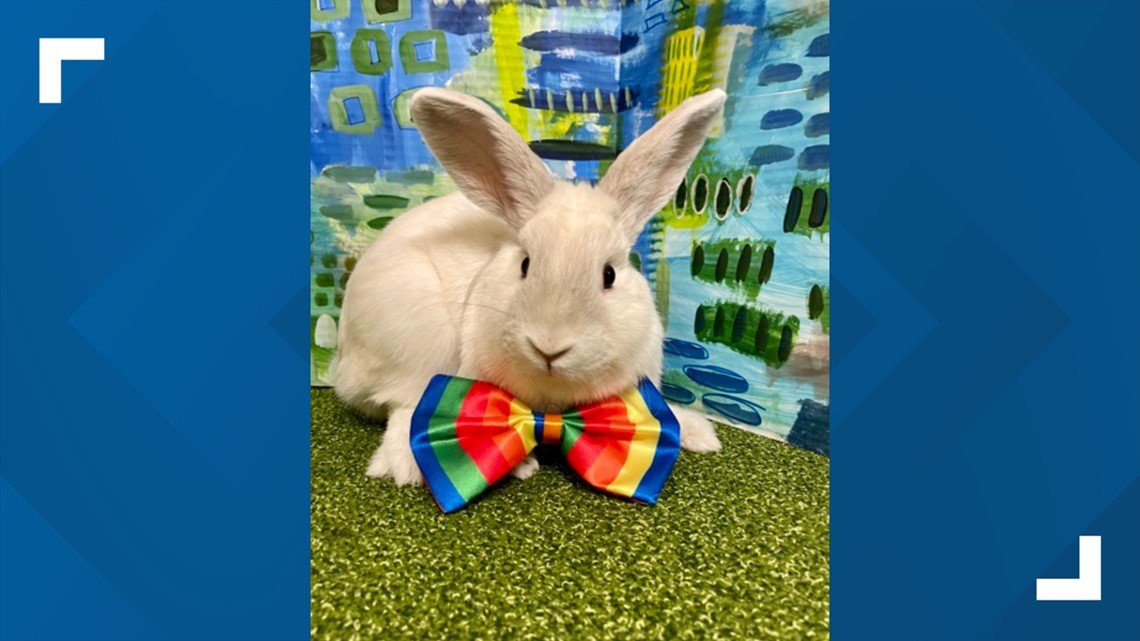Jinglebells the 2-year-old rabbit up for adoption by Conn. Humane