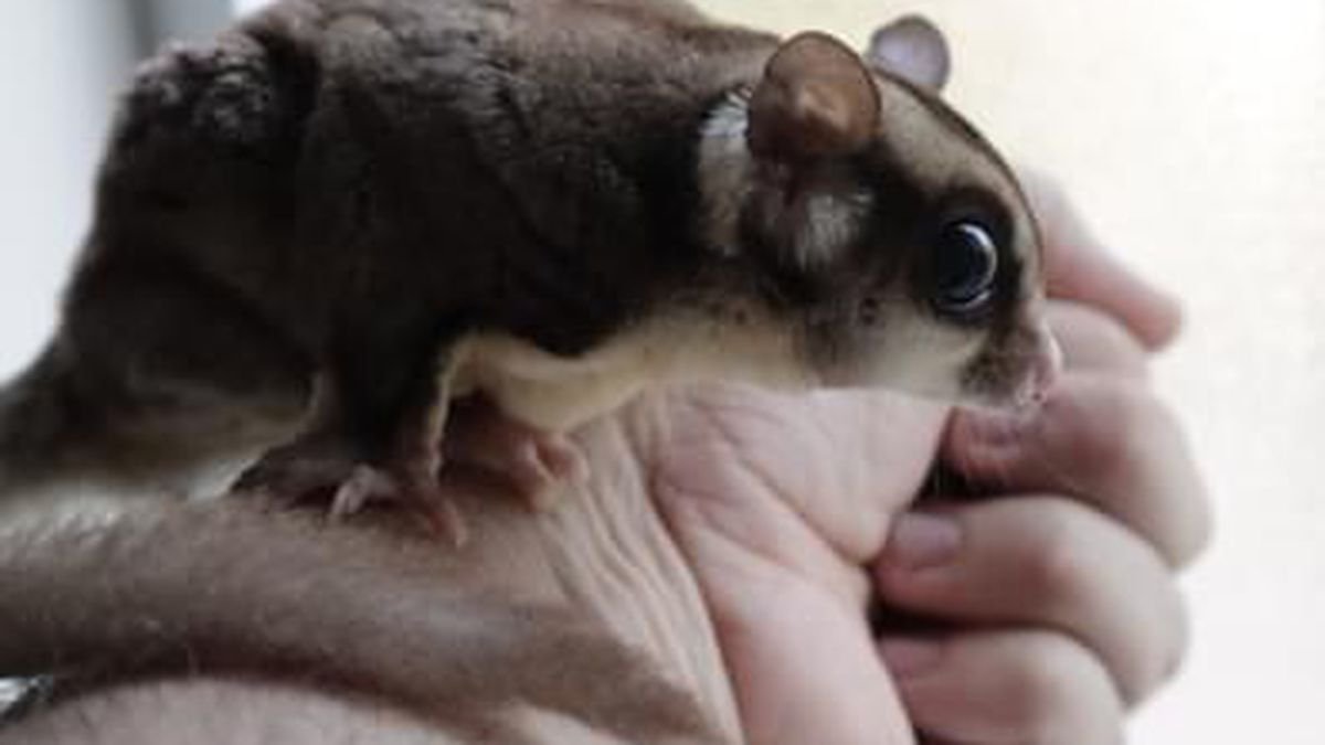 Little Critter Crew works to rescue hamsters, hedgehogs and other small pets across Oregon