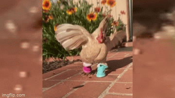 Meet the TikTok star Nubz, who’s ruling the roost in Escondido – NBC 7 San Diego