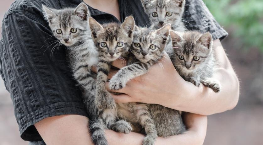 More people paying money to give up their pets