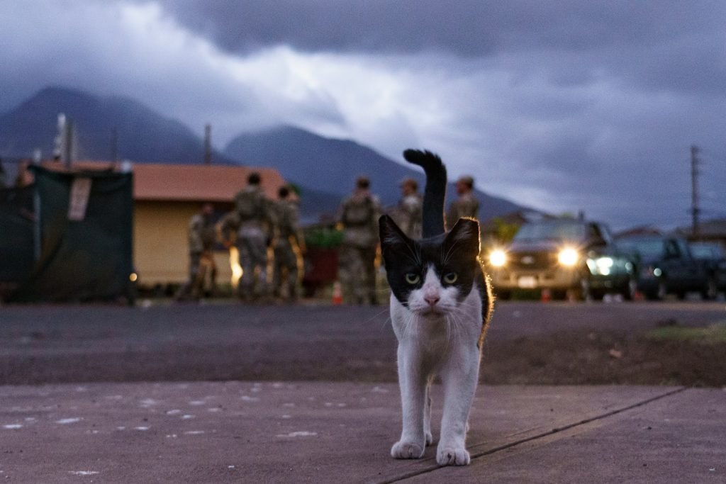 More than 100 pets from Lāhainā burn zone reunited with owners; Maui Humane Society executive writes open letter : Big Island Now