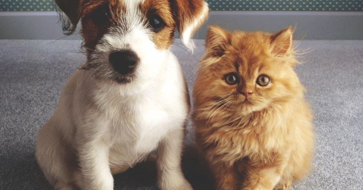 Moving Forward: County revises ‘pet mill’ ordinance | News