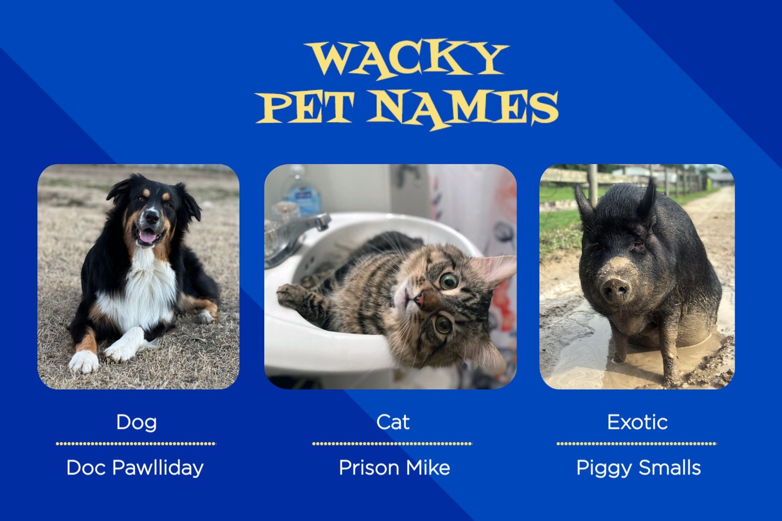 2023 Wackiest Pet Names feature image