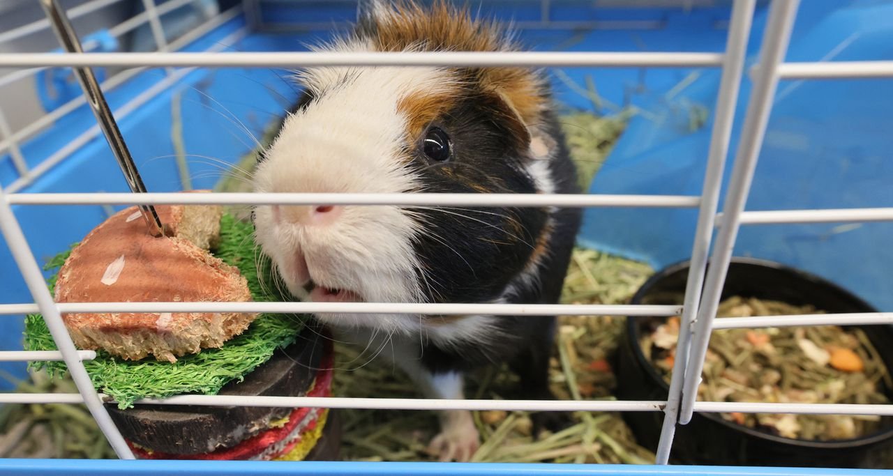 PETA asks central Pa. DA to investigate neglect of guinea pigs at breeding facility