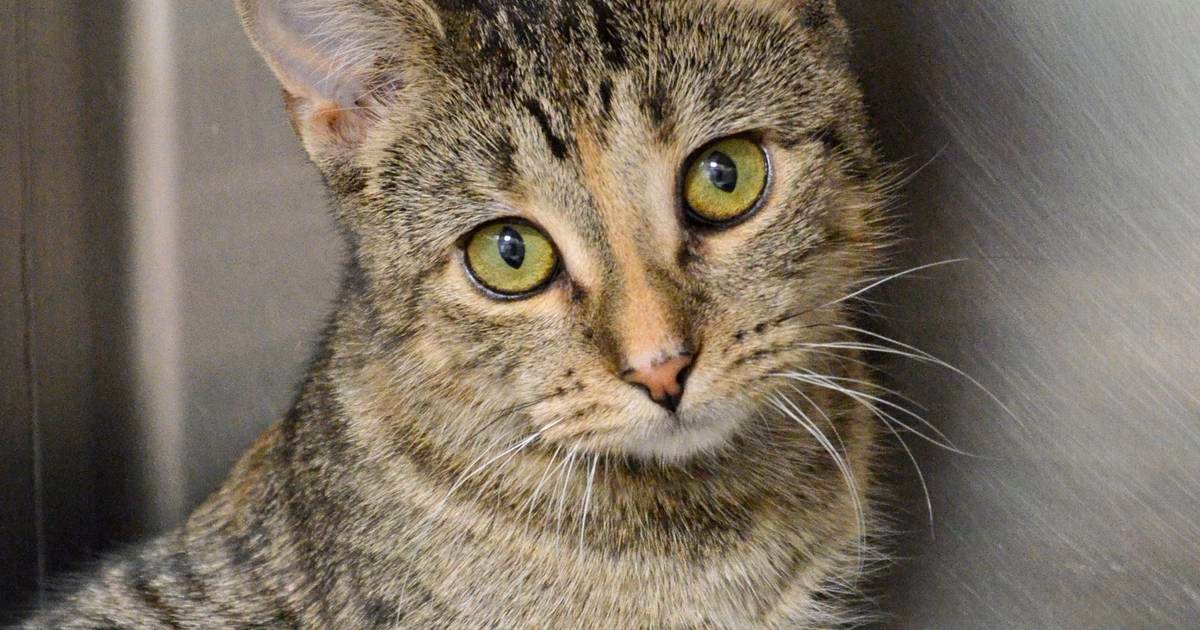 Pets Available for Adoption - week of September 11, 2023