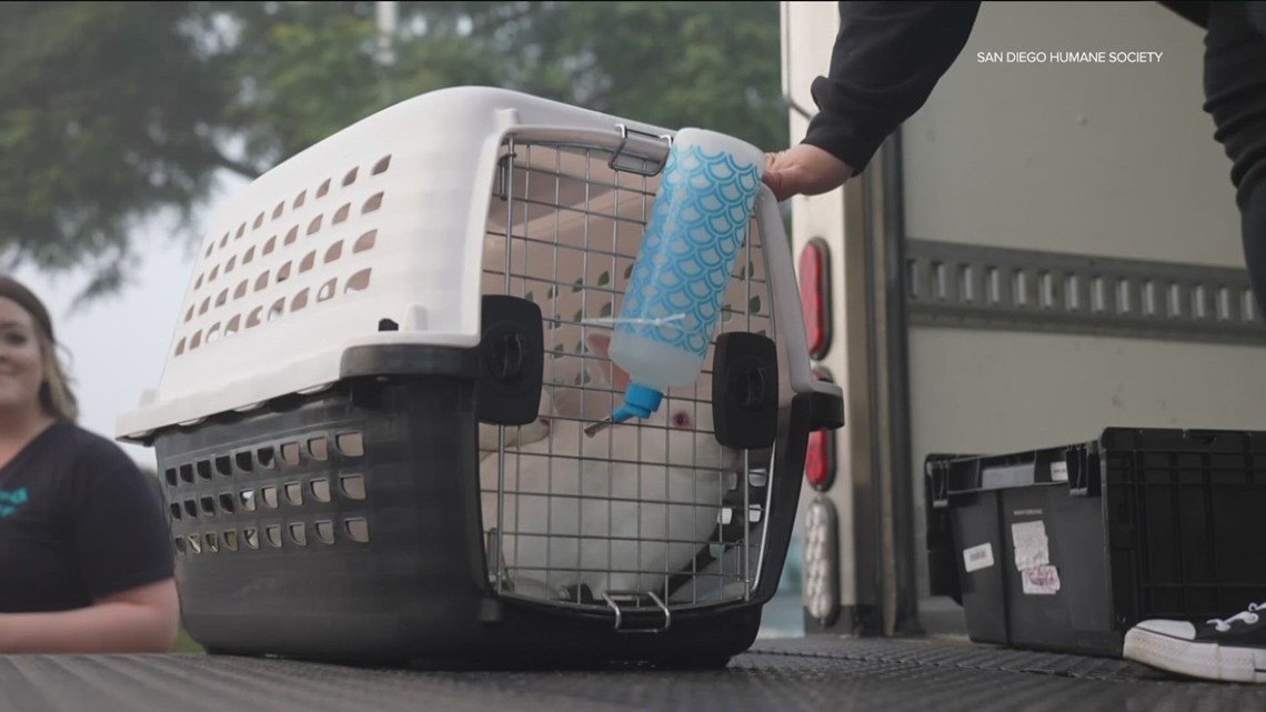 Questions remain about what happened to 250 small animals transported to Humane Society of Southern Arizona