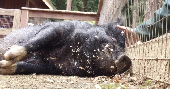 R.I.Pig: Joy, the Sequoia Park Zoo's American Guinea Hog, Has Passed Away | Lost Coast Outpost