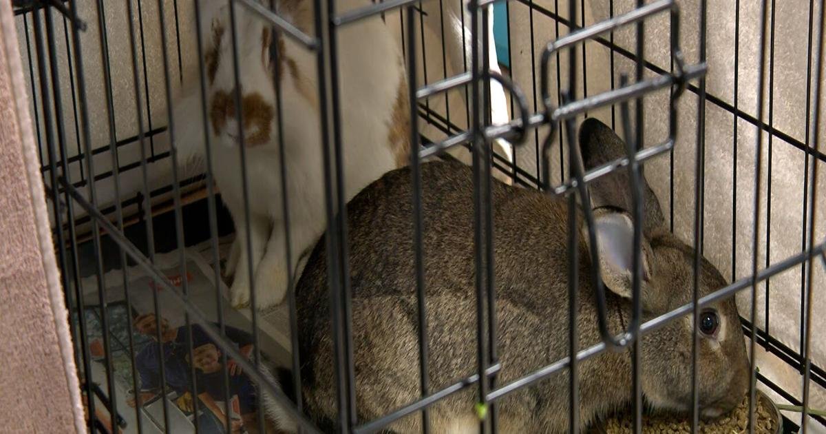 Remaining pets part of San Diego shipment to HSSA up for adoption as questions remain over whereabouts of 250 | News