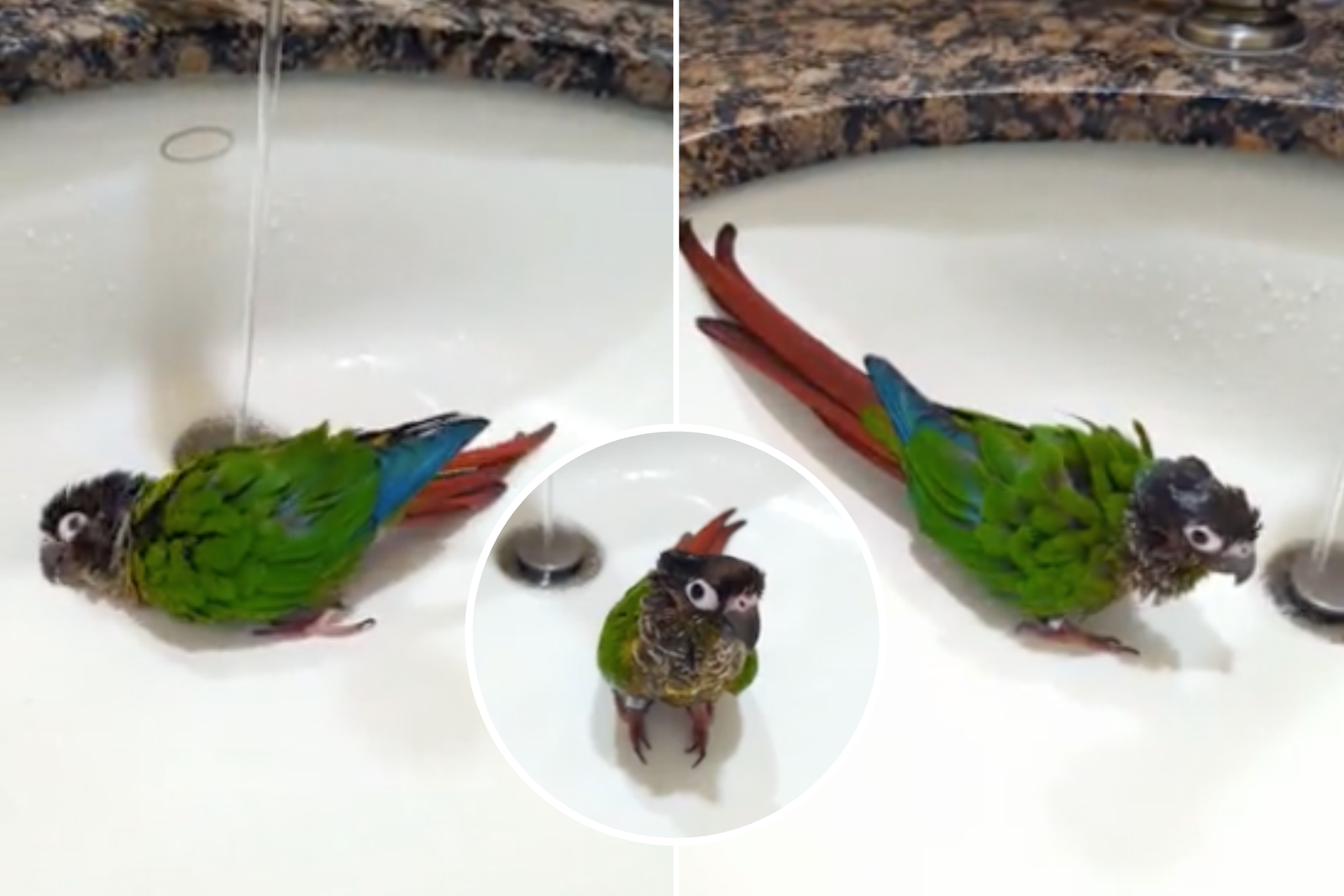 Mango the bird