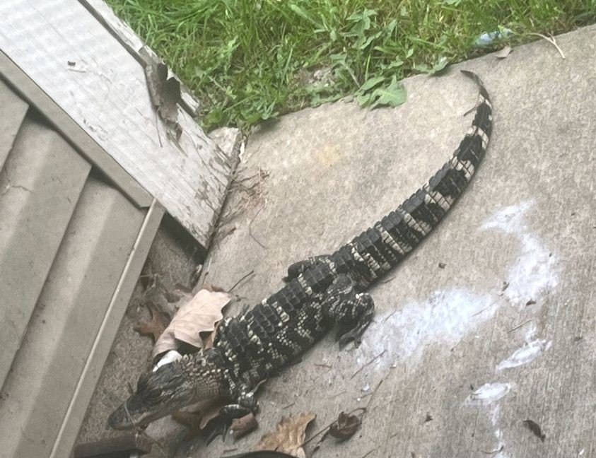 Romulus pet owners warned after alligator found nestled on woman’s porch – The News Herald