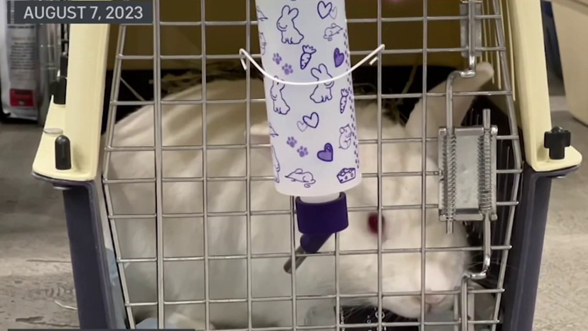 San Diego Humane Society exploring legal options regarding pets sent to Arizona – NBC 7 San Diego