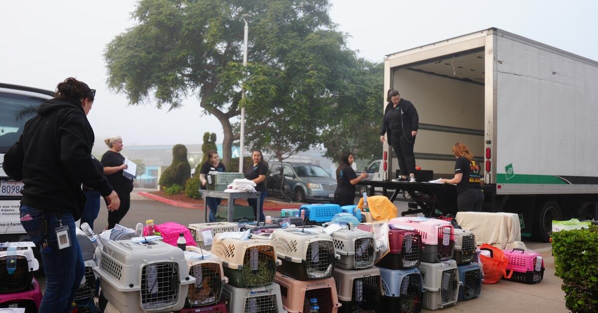 San Diego Humane Society seeking answers as Arizona counterpart is unable to account for hundreds of animals