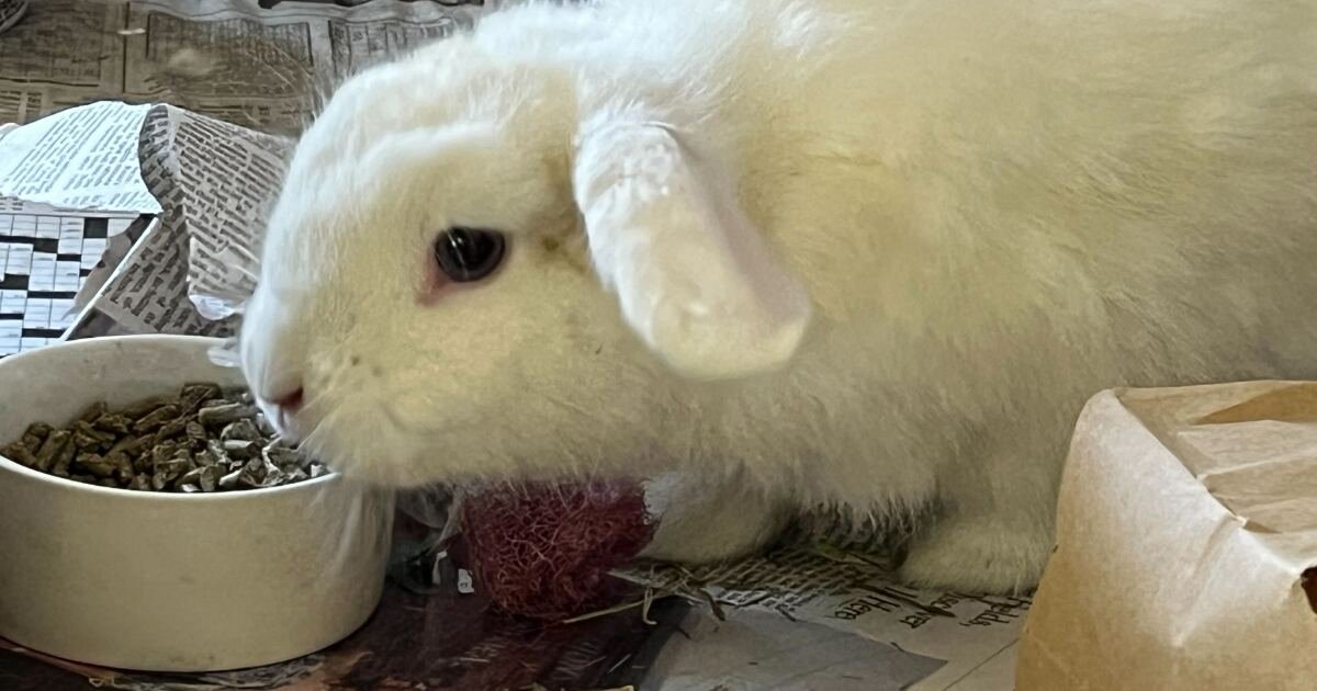 St. Pete City Council considers ban on the retail sale of rabbits by pet stores