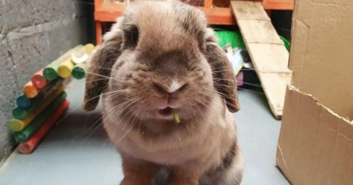 Take a look at our adorable Pets of the Week, all looking for their new fur-ever homes