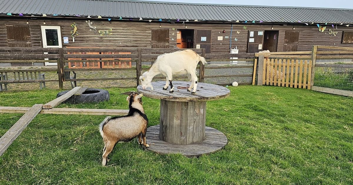 Caithness Animal Farm Park