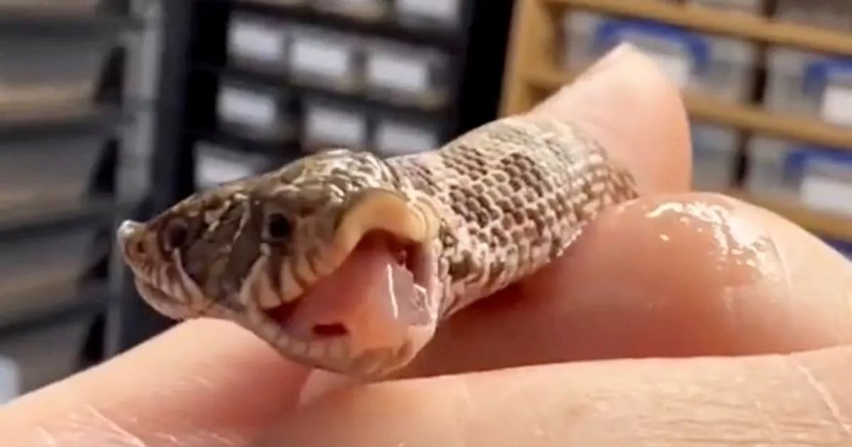 Two-headed snake hatched at exotic pet shop leaves owner 'shocked and in disbelief'