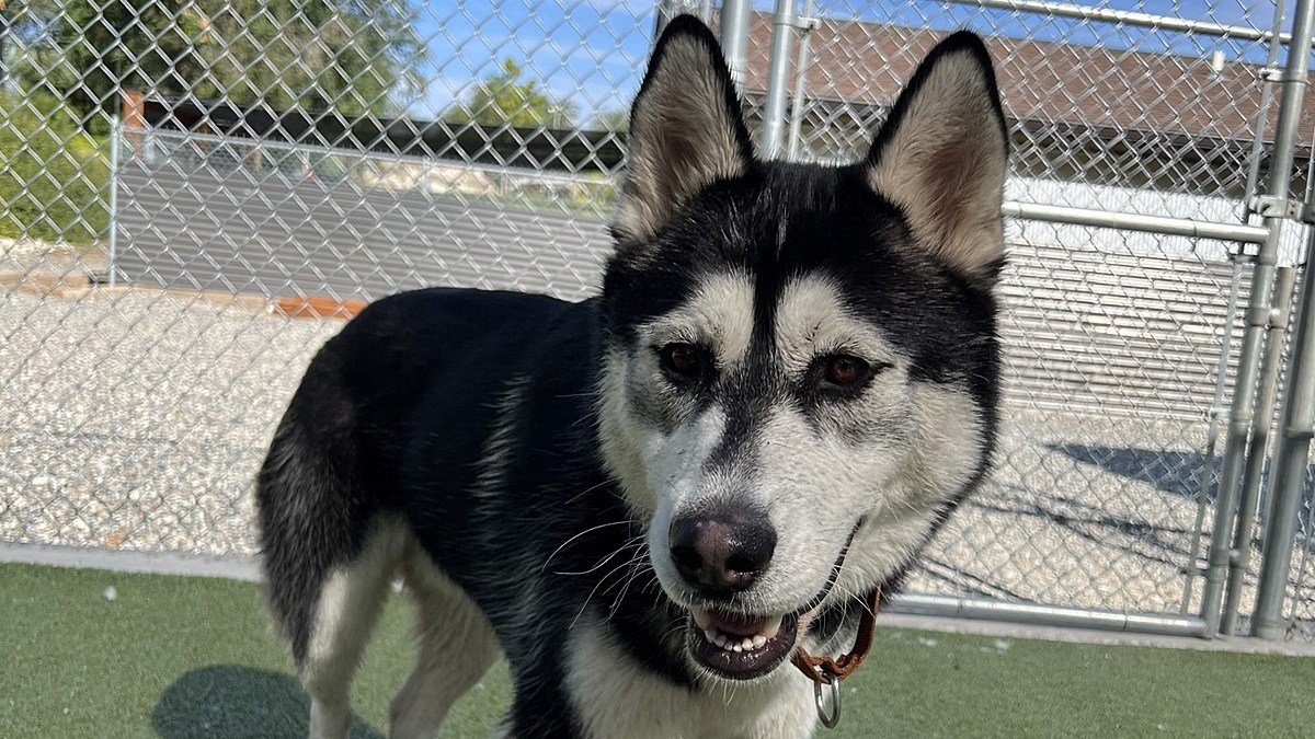 Wenatchee Valley Pet of the Week